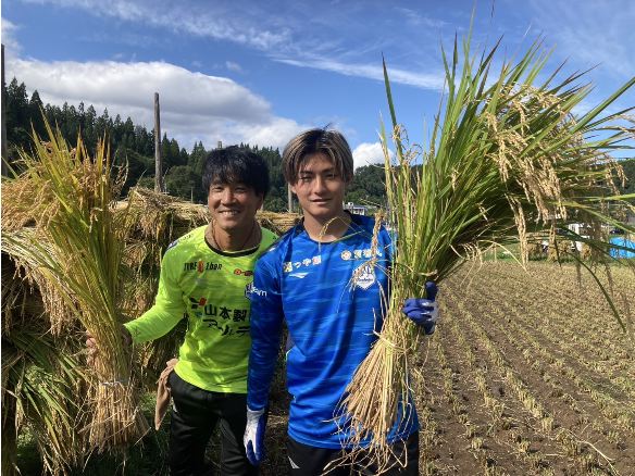 モンテ棚田米の稲刈り