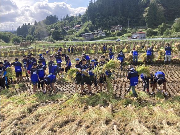 モンテ棚田米の稲刈り