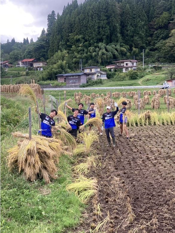 モンテ棚田米の稲刈り