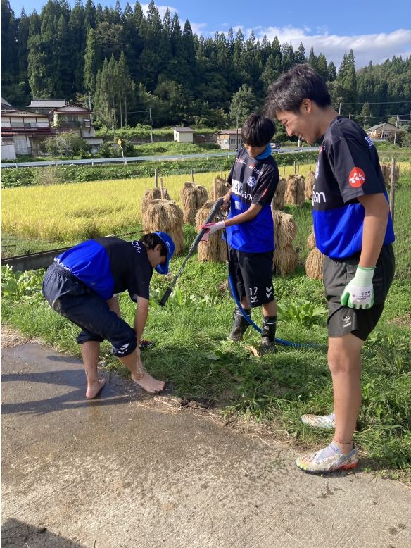 モンテ棚田米の稲刈り