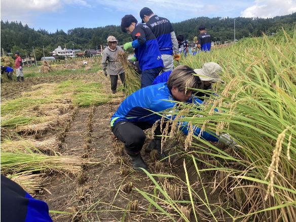 モンテ棚田米の稲刈り