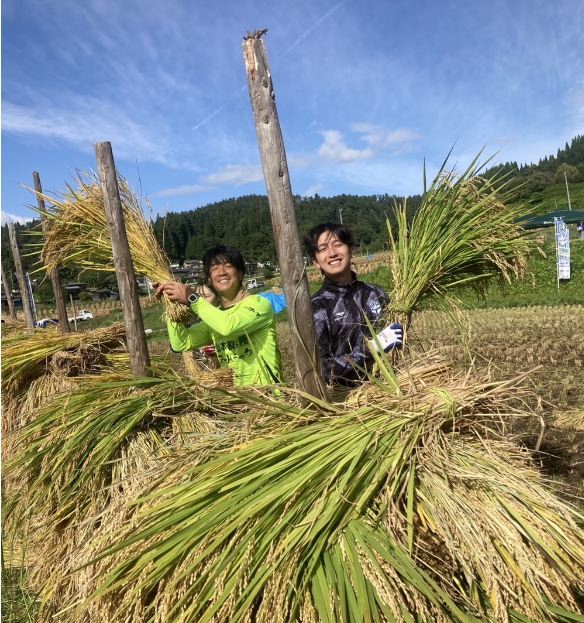 モンテ棚田米の稲刈り