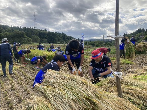 モンテ棚田米の稲刈り