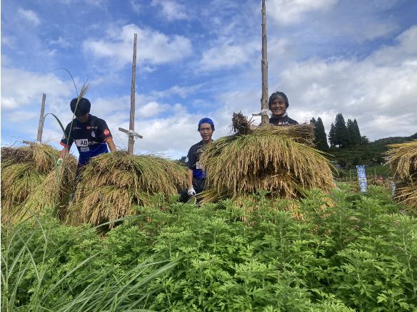 モンテ棚田米の稲刈り
