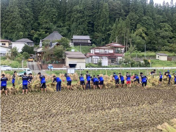 モンテ棚田米の稲刈り