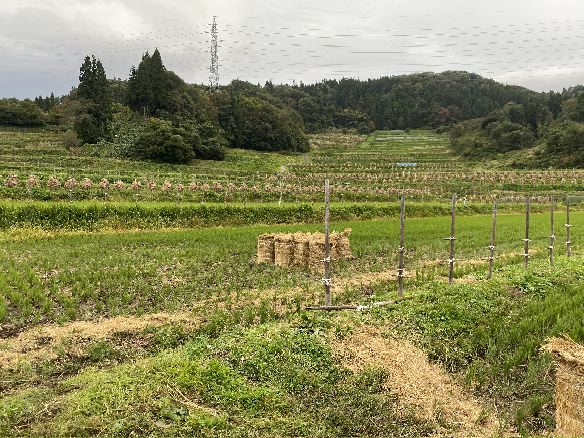 棚田米の出来栄え @ 初回の等級検査