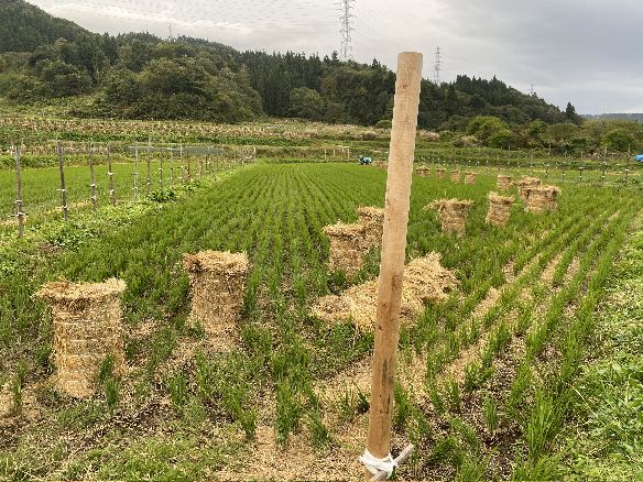 棚田米の出来栄え @ 初回の等級検査